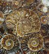 Composite Plate Of Agatized Ammonite Fossils #57735-1